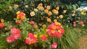 Rumba ® rose photo