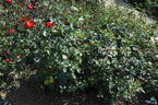 Afrodita rose photo