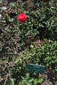 Sandra (floribunda, Roman rose photo