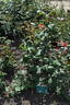 Orange Ace rose photo