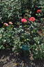 Doina rose photo