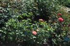 Curcubeu rose photo