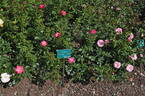 Rosatop rose photo