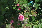 Nostalgica rose photo