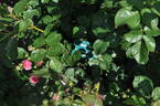 Nostalgica rose photo
