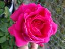 Maria Callas rose photo