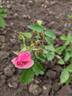 Salmon Spray rose photo
