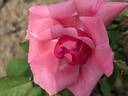 Salmon Spray rose photo
