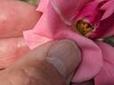Salmon Spray rose photo