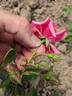 Salmon Spray rose photo