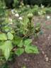 Blanche Lafitte rose photo