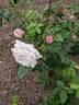Blanche Lafitte rose photo