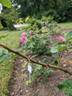 Blanche Lafitte rose photo