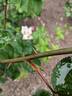 Blanche Lafitte rose photo