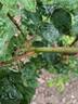 Blanche Lafitte rose photo