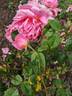 Souvenir de Georges Pernet rose photo