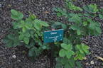 Orava rose photo