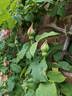 Lady Waterlow rose photo