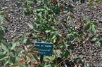 Gruss an Teplitz rose photo
