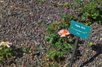 Hans Erni rose photo