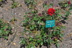 Miss Schweiz rose photo