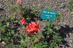 Ville de Zurich rose photo