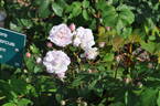 Multiflore de Vaumarcus rose photo