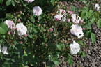 Multiflore de Vaumarcus rose photo