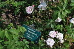 Multiflore de Vaumarcus rose photo