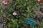 Schloss Heidegg rose photo