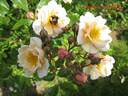 Marlise de l'Orbe rose photo