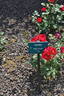 Gondul rose photo