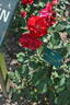 Syr rose photo