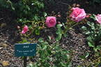 Jutul rose photo