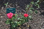 Skogul rose photo