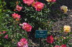 Sekel rose photo