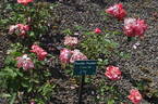 Pernille Poulsen ® rose photo