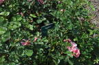 Egeskov ® rose photo