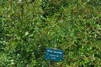 White Decumba rose photo