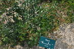 Riant rose photo