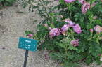 Apart rose photo