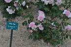 Pink Fire rose photo