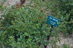 Eye Opener rose photo