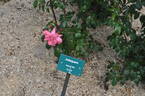 Jolisquare ® rose photo