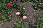 Stadt Luzern rose photo