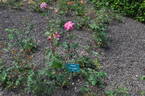 Argovia rose photo