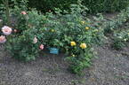 Glückskette rose photo