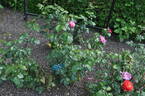 Mme Thérèse Meyer rose photo