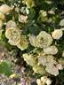Green Ice rose photo