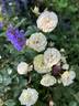 Green Ice rose photo